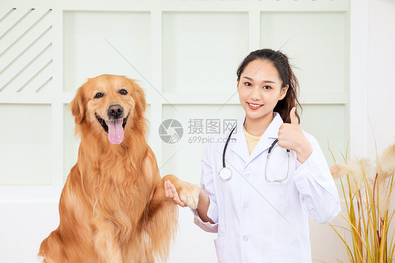 兽医给金毛犬做体检图片