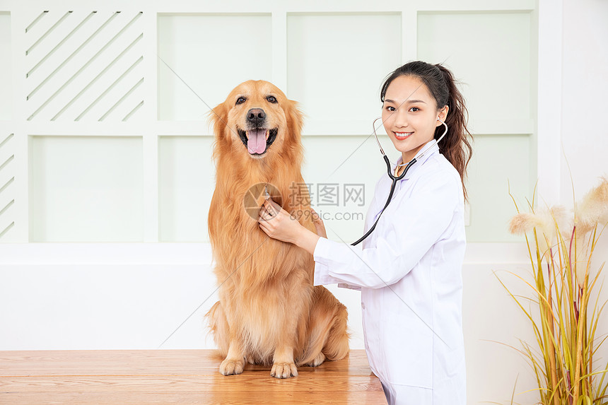 宠物医生给宠物做体检图片