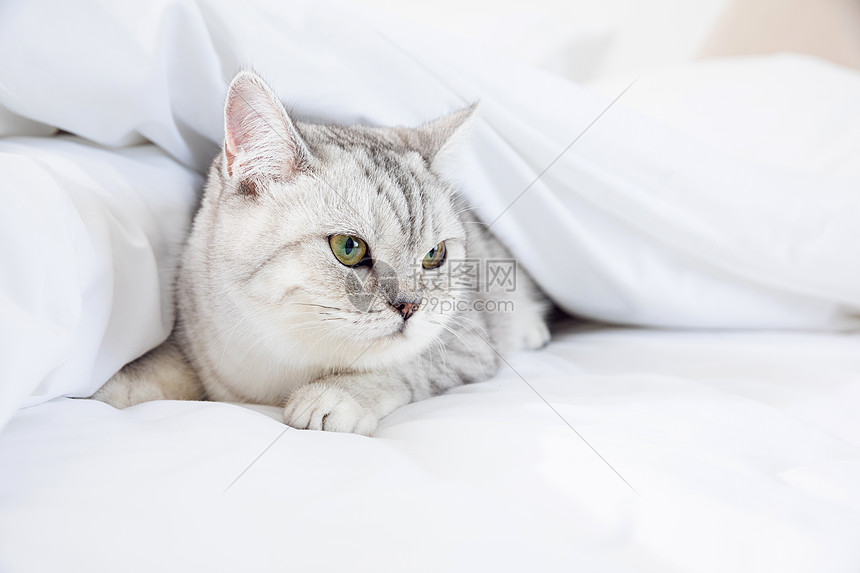 宠物银渐层英国短毛猫高清图片下载 正版图片 摄图网
