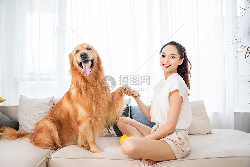 美女和金毛犬握手图片