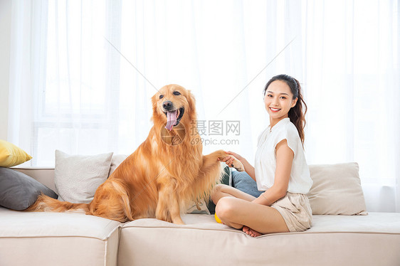 美女和金毛犬握手图片