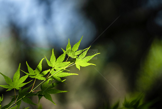 绿色枫叶植物光影图片