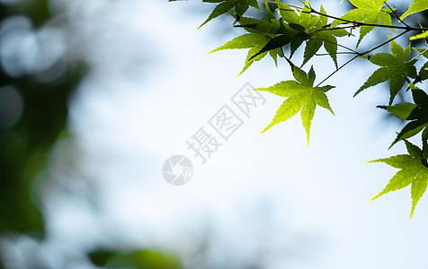 绿色枫叶植物图片