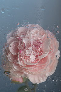 牡丹花背景素材图片