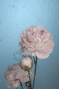 牡丹花背景素材图片
