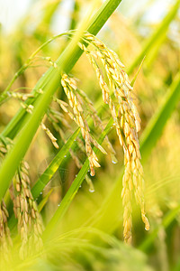 日本水稻稻谷稻穗水稻背景