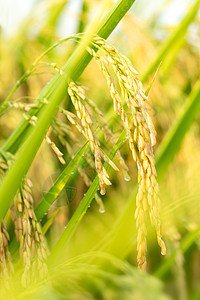 稻谷稻穗水稻图片