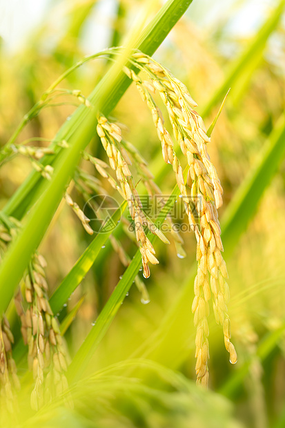 稻谷稻穗水稻图片