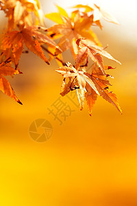 秋天边框秋季红色枫叶背景