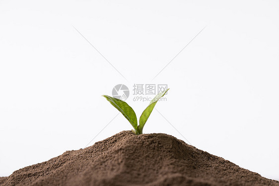 泥土里的嫩芽图片