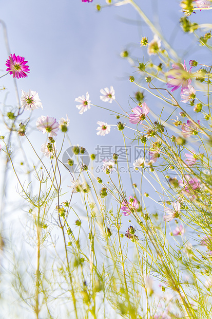 云南小野菊花风光背景照图片