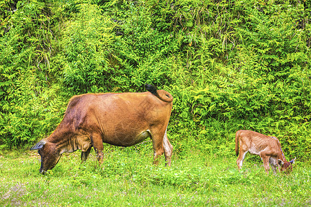 牧童坐在牛上草地草原上吃草母子黄牛背景