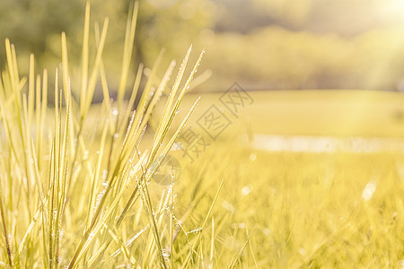 秋季黄色小草露水摄影图片背景图片
