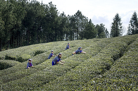 万州泰安茶叶图片