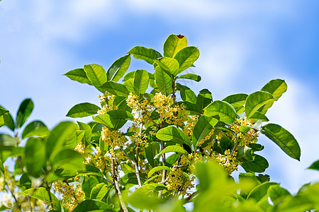 蓝天下的桂花树背景图片