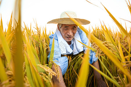 农民伯伯丰收割水稻背景图片