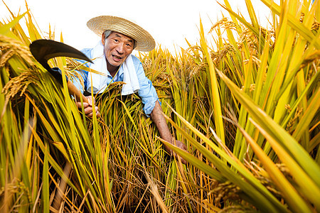 农民伯伯丰收割水稻图片