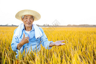 秋季农民稻田丰收图片