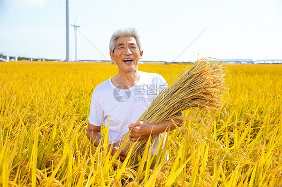 秋季农民稻田丰收图片