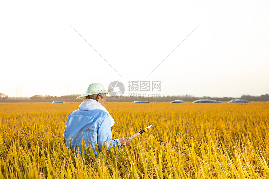 农民伯伯拿镰刀丰收水稻图片