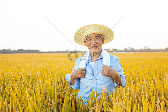 秋季丰收农民在稻田中休息图片