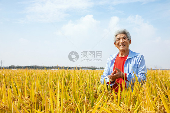 秋天农民丰收水稻图片