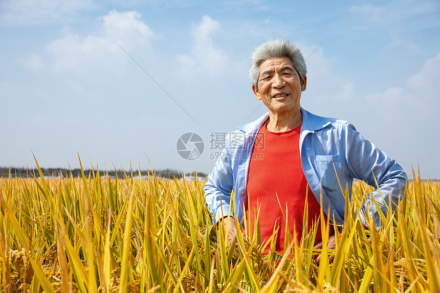 秋天农民丰收水稻图片