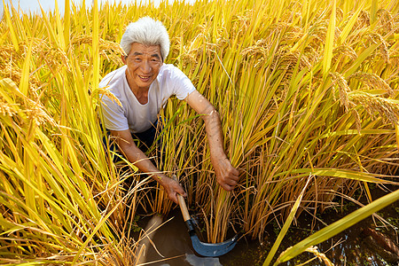 农民伯伯拿镰刀丰收水稻背景图片