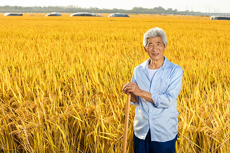 农民伯伯拿锄头在稻田里歇息图片