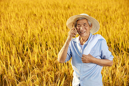 农民秋收稻田里打电话图片