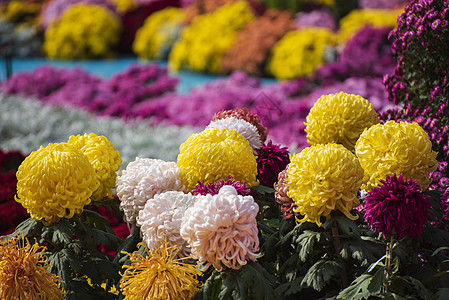 花卉水墨菊花秋天菊花背景