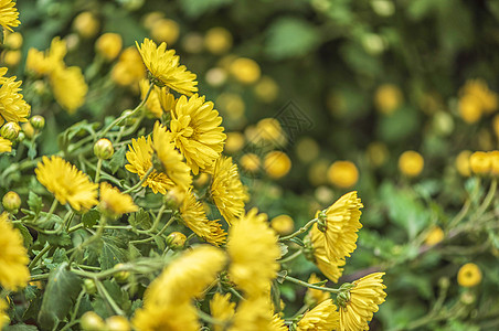 菊花海黄色小菊花背景