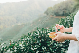 茶田里的采茶姑娘特写图片