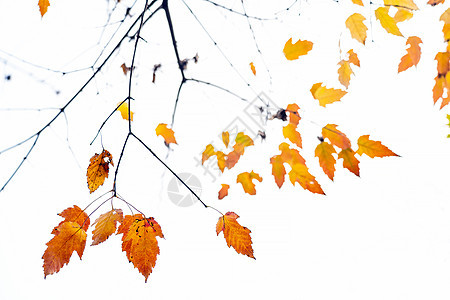 深秋的叶子图片