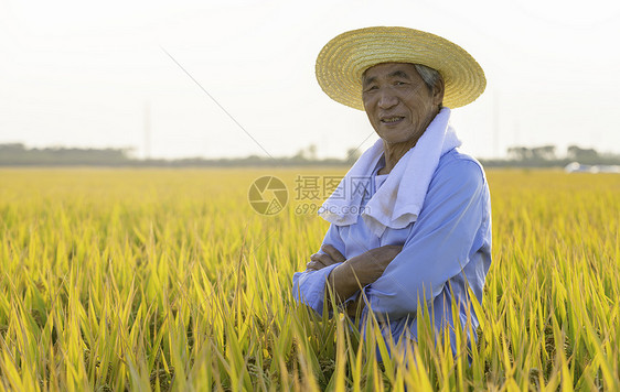 秋天水稻丰收农民抱胸形象图片