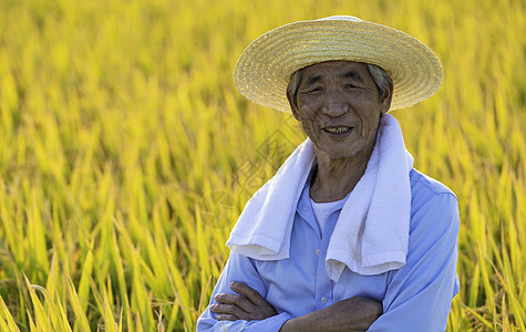 稻田中的农民伯伯图片