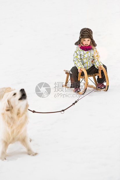 雪中狗拉雪橇图片