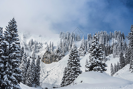 雪后巴伐利亚冬日景观中被雪覆盖的树木背景