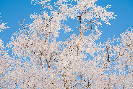 白桦树枝覆霜图片
