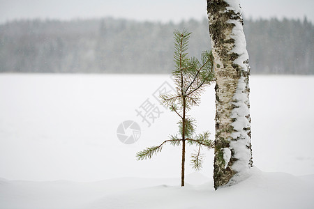 冬季景观中的两棵树图片