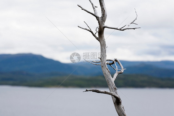 海上干银树枝图片