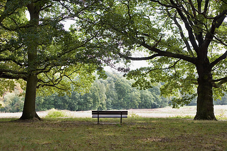 大树下的公园长椅背景图片