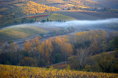 秋天的基安蒂古典葡萄园背景图片