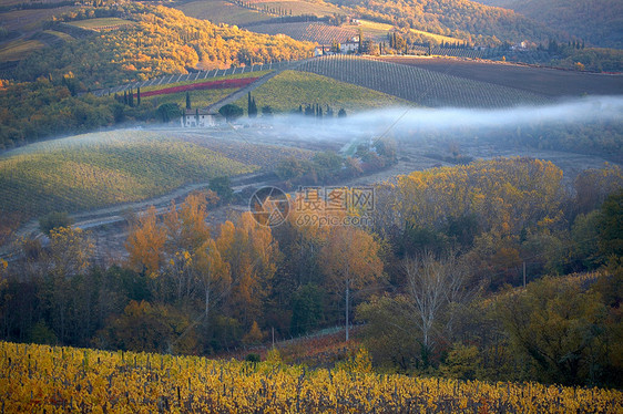 秋天的基安蒂古典葡萄园图片