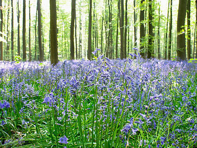 阳光穿过森林，蓝色的花朵图片