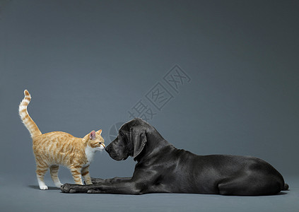 猫与狗猫咪与狗狗玩耍背景