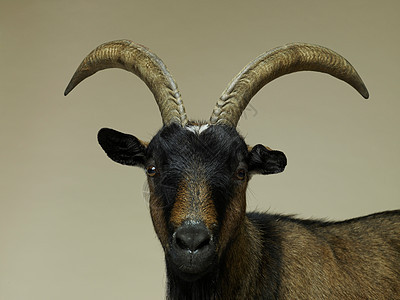 画室山羊肖像背景图片