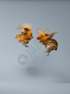 鸡在空中飞图片素材