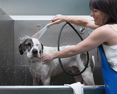 女人给狗洗澡图片