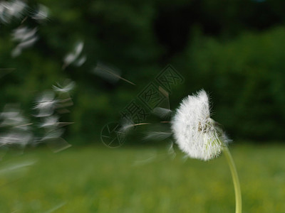 蒲公英飞蒲公英随风飘扬背景